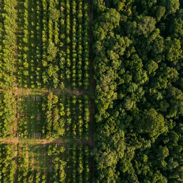 Reflorestamento Esperança Verde